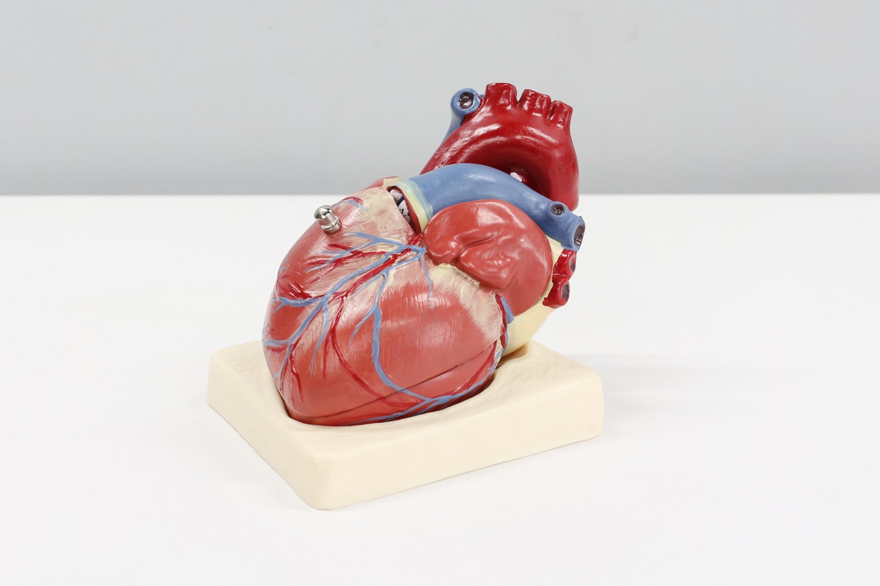anatomie coeur